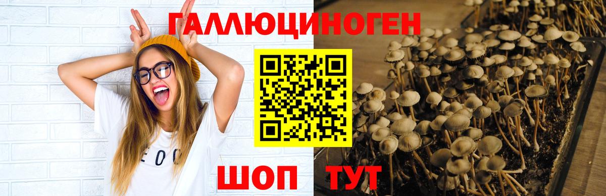 Псилоцибиновые грибы GOLDEN TEACHER Зерноград